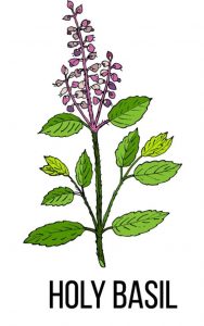 Tulsi